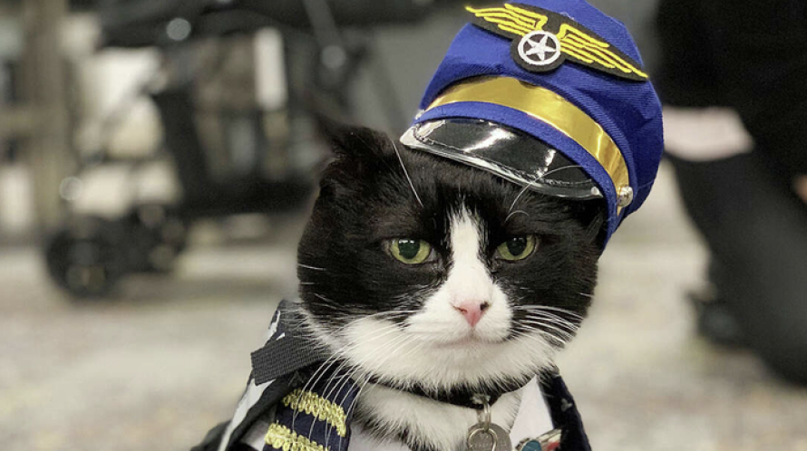 El gato que ha sido contratado por un aeropuerto como terapeuta de pasajeros